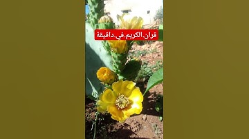 سورة.الأنفال.سعود.الشريم #المصحف #ترند #quran #اكسبلور #لايك #راحة_نفسية  احترم.القران.دقيقة