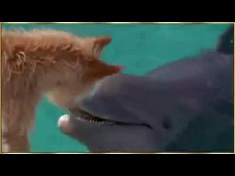 וִידֵאוֹ: האם דלפין מצילה את פרנסיס?