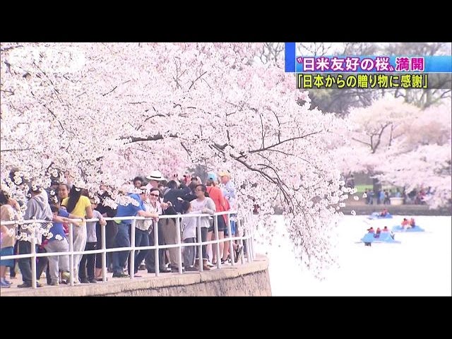 息が止まるほど美しい 日米友好の桜 満開 16 03 26 Youtube