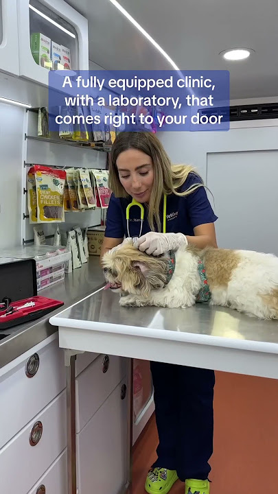 First mobile vet clinic in the UAE! #shorts #vet #dubaivet #pets