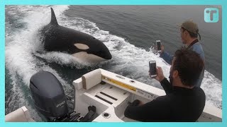 Playful Orca Surprises Fishermen