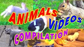 Funny animals videos compilation for children to watch by AnimalsReview 44,010 views 9 years ago 6 minutes, 48 seconds