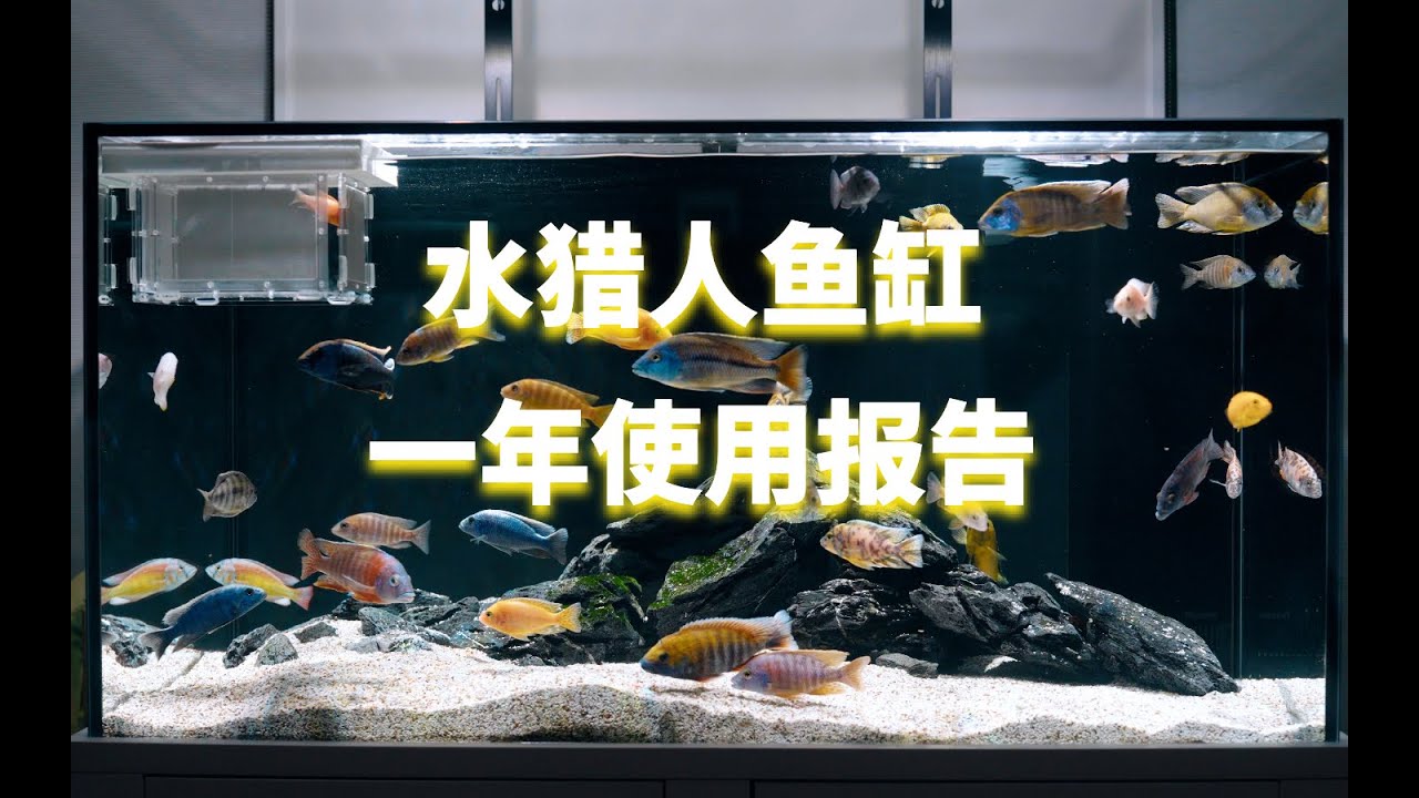 FISH TANK 会報 FT.001〜FT.015 + vol.0他 Water Hunter Fish Tank, 1-Year Usage Report - YouTube