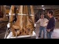 Whale Discovery and Human Impact