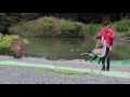 ヘビクイワシ『キックちゃん』のヘビ狩り①