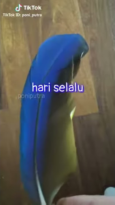 Kumpulan tik tok poniputra