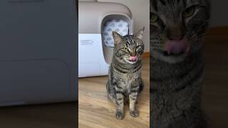 Chip tries out the PetSnowy litter box!