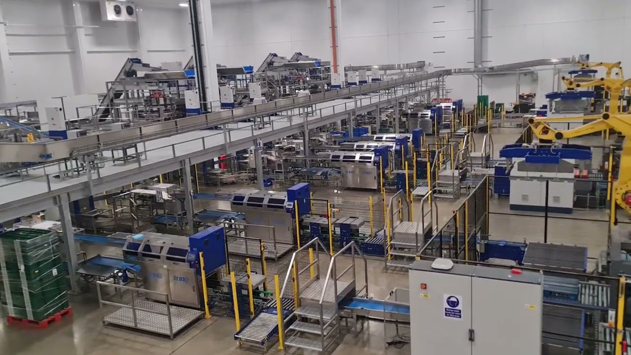 Automated Citrus Packing