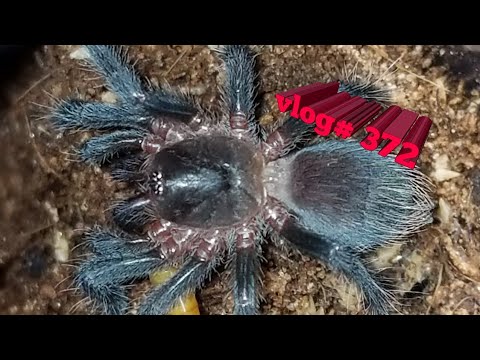 tarantula spider Another Amazing Day