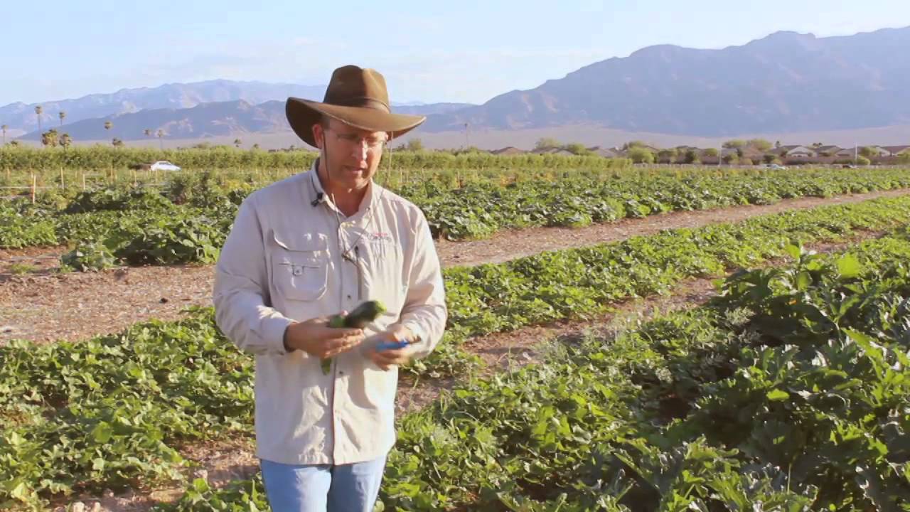 How to Pick - Zucchini