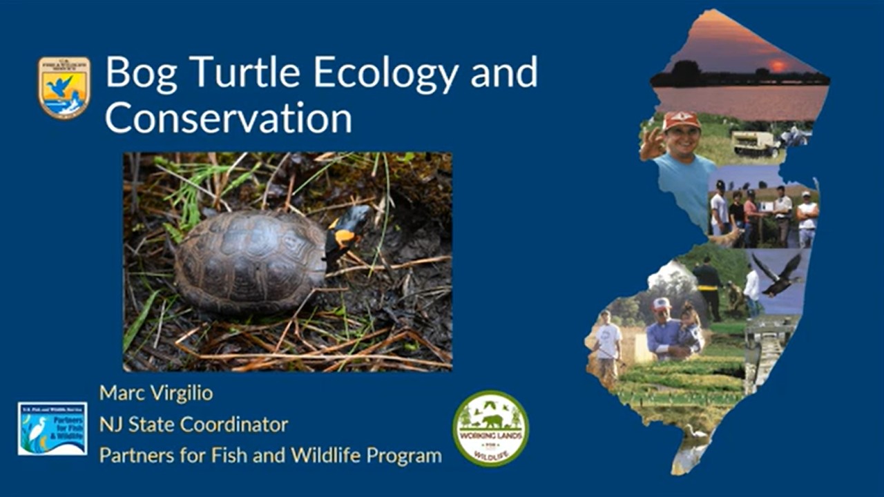Wildlife Wednesdays Webinar Series: Bog Turtle Ecology & Conservation