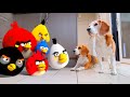 Dogs vs angry birds in real life animation   funny dogs louie  marie