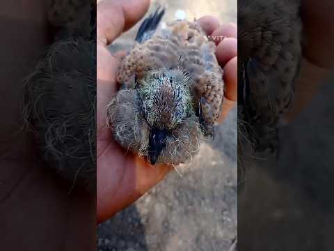 صغير القمري