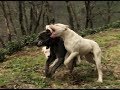 DOGOARGENTİNO VS CANECORSO  PABLOYLA NARKOZ OYNAMAYI ÖZLEMİŞ #dogoargentino #canecorso #trabzon