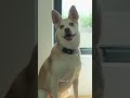 Love your furbaby…but not the fur everywhere? 🐾 Meet Vital Pet Pro Air Purifier