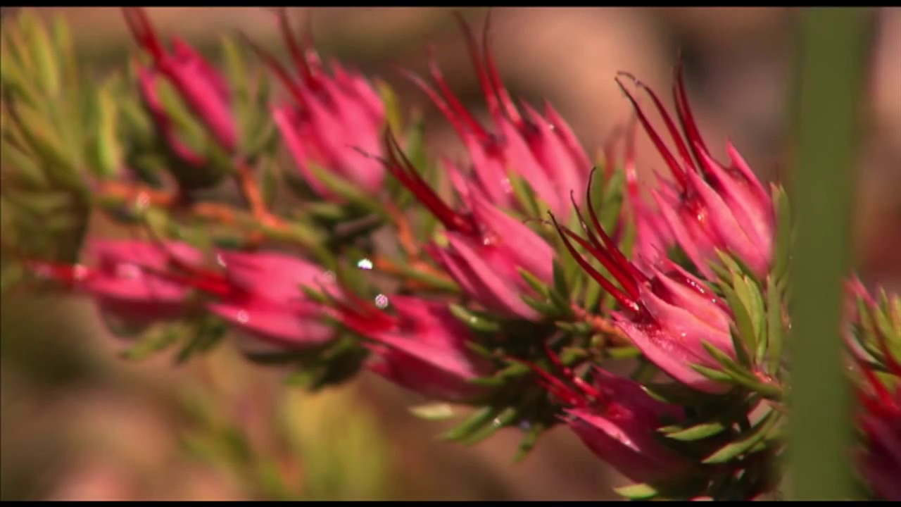 The Wildflowers of Eurobodalla National Park