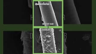 difference between healthy hair and damaged hair under microscope🔬🔬