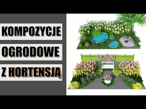 Wideo: Hortensje W Projektowaniu Ogrodów