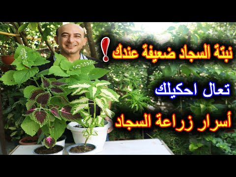 فيديو: هل نباتات القوليوس بها زهور - معلومات عن نبات القوليوس المزهر