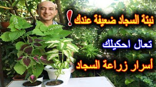 عندك نبتة السجاد؟ هذا الفيديو الك (Coleus)