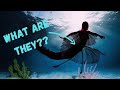 MERMAIDS EXPLAINED! WHERE DID THEY COME FROM?