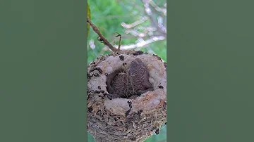 😂 FUNNIEST POOP VIDEO EVER! Baby Hummingbirds Shoot Poop from the Nest with Funny Sounds! 💩