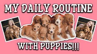 My Daily Routine With Puppies