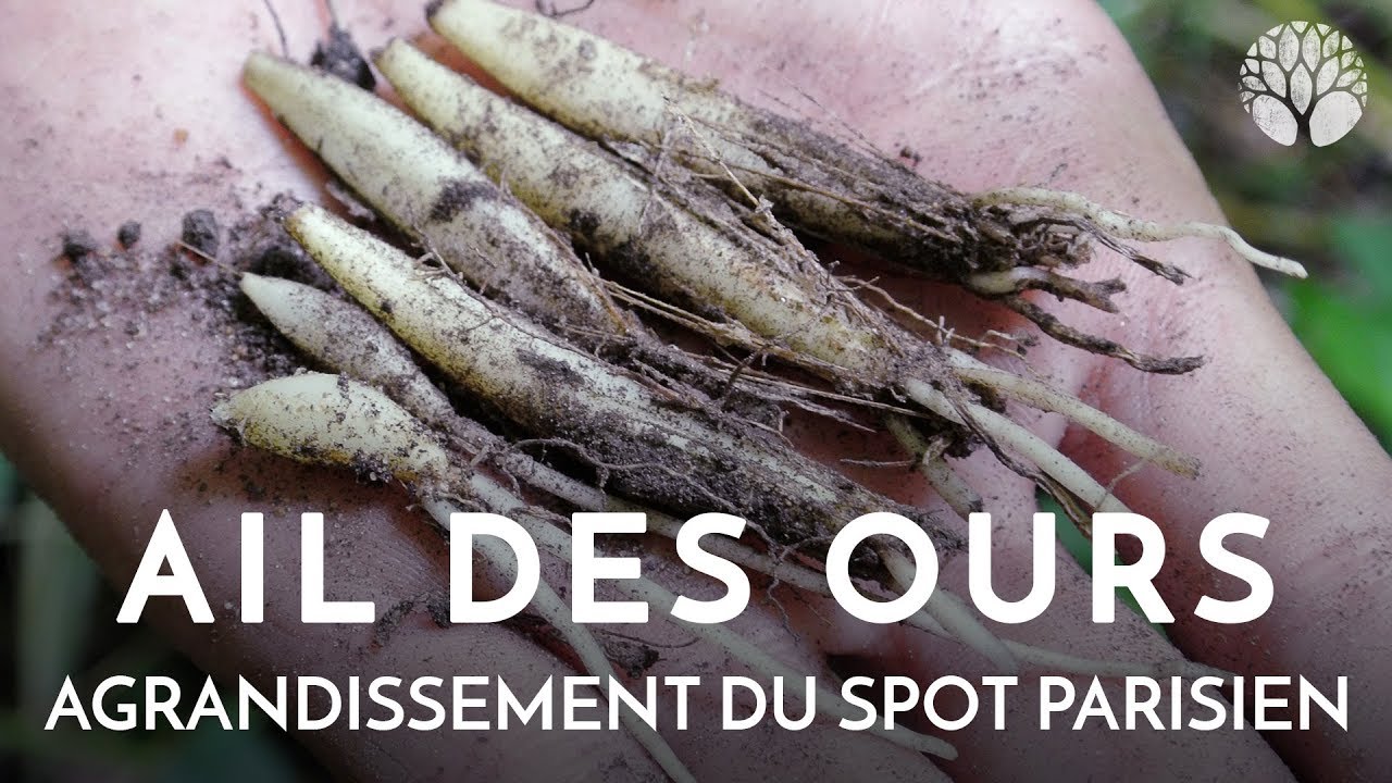 comment planter ail des ours