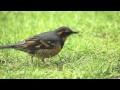 DSLR Video: Varied Thrush