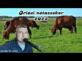 Risi ntacsokor 2023