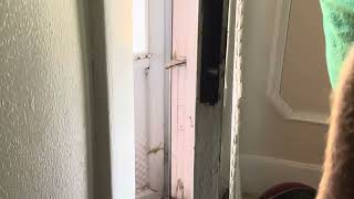 Wife scared of a lizard like it’s Godzilla LUL