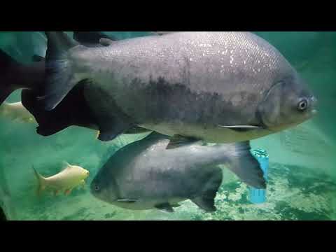 ปลาเปคู(คู้-Pacu-ปากู-ปลาจะละเม็ดน้ำจืด)รูปร่างคล้ายปิรันยา กำจัดหอยเชอรี่ สัตว์เศรษฐกิจ