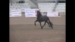 Sjoerd Friesian Stallion Liberty Ifsha Multi-Champion