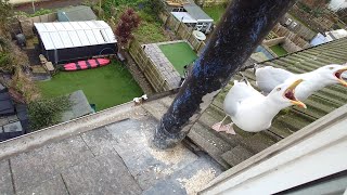 Pigeons Fighting | Gulls are Happy | Seagull TV EP 37