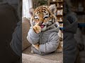 Esta tigre bebe te sacará una sonrisa #funny #gato #shorts