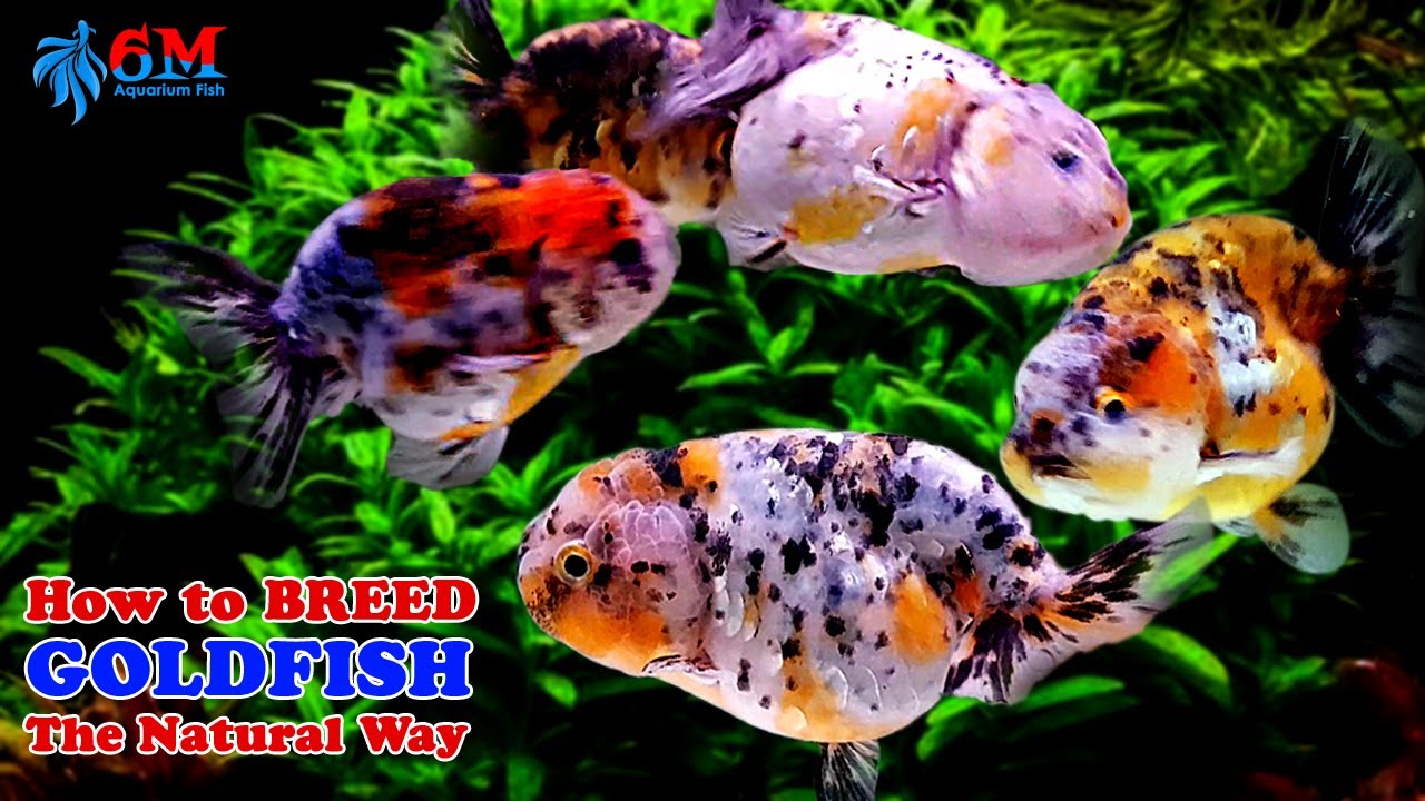 breeding telescope goldfish breeding telescope goldfish