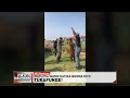 Mbwa Wacheza Kwa Mbwembwe Midundo Ya Kipekee Ya Marafiki Wa Mwanadamu Mbwa Wacheza Kwa Mbwembwe Midundo Ya Kipekee Ya Marafiki Wa Mwanadamu