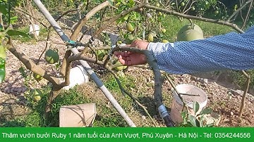 Vườn bưởi Ruby 1 năm tuổi ở Phú Xuyên, Hà Nội