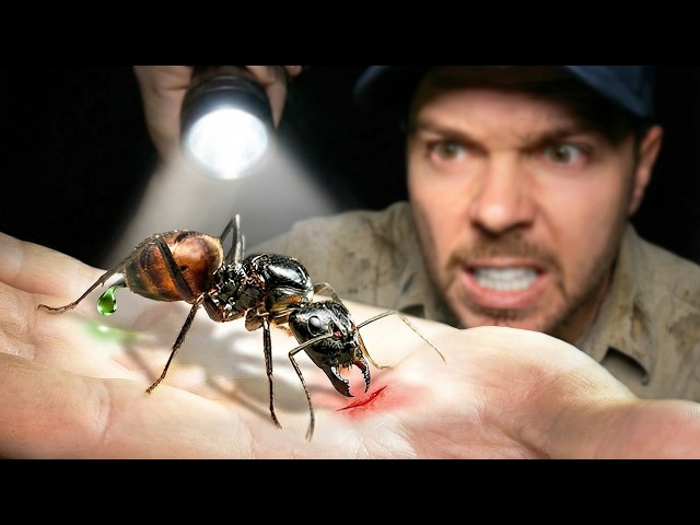 Video: World's Biggest Ant Bite Test! (Acid Sting!)
