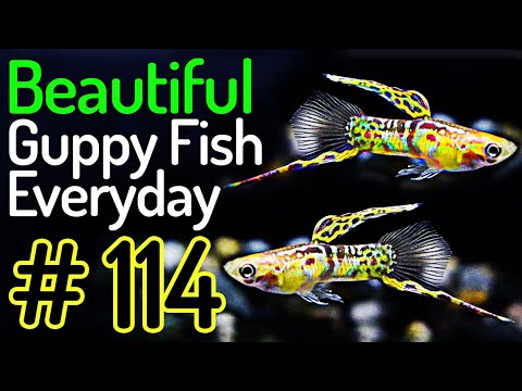 Guppy Channel -