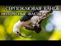 Серпоклювая ванга - интересные факты