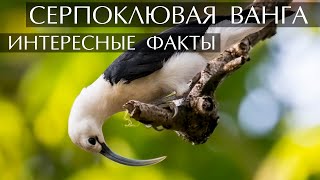 Серпоклювая Ванга - Интересные Факты