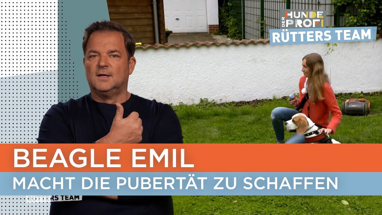 Emil ignoriert Rückrufe und klaut Essen vom Tisch 🥪 | Der Hundeprofi - Rütters Team