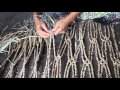 Water Hyacinth Hammock--Cambodian-style! Water Hyacinth Hammock--Cambodian-style!