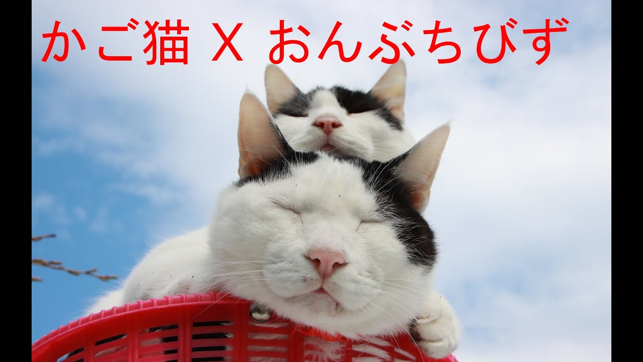 かご猫 ｂｌｏｇ Youtube Channel Analytics And Report Powered By Noxinfluencer Mobile