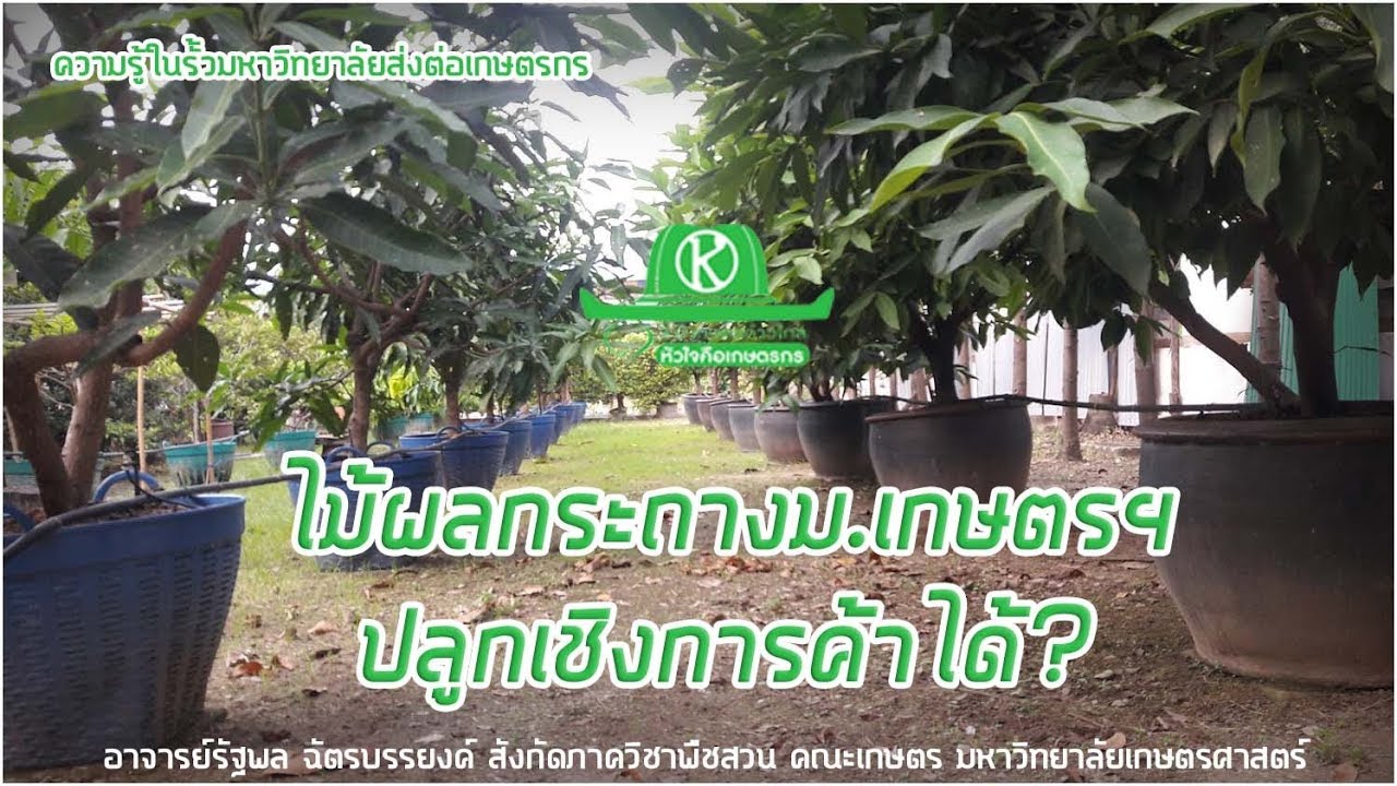 พื้นที่จำกัด ดินไม่ดี...ปลูกไม้ผลในภาชนะดีกว่า ม.เกษตรฯ มีให้ศึกษาแล้ว
