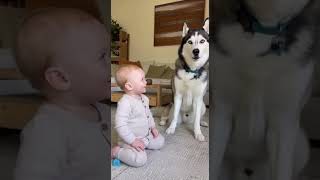 Download Lagu The Sweetest Conversation: A Husky’s Gentle Howl for His Baby MP3