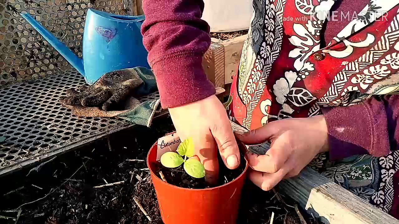 2020 Raised Bed Gardening 
