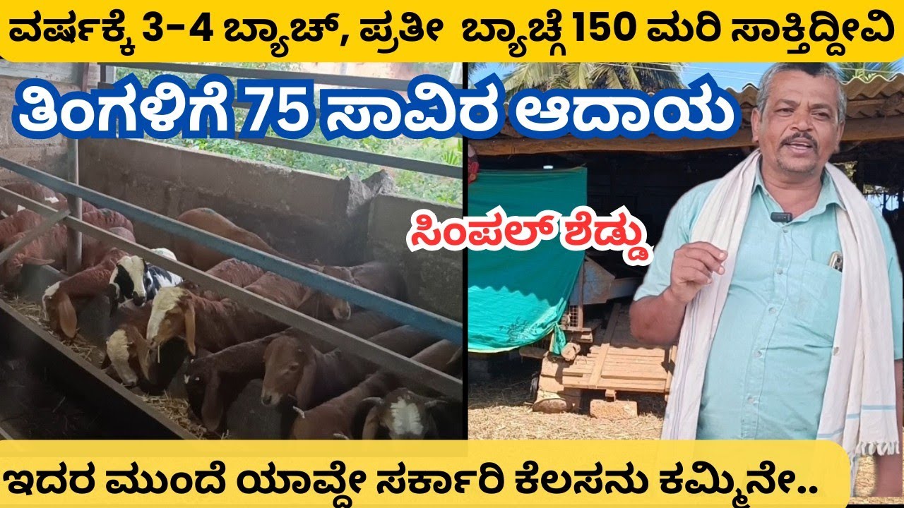ಕುರಿ ಸಾಕಾಣಿಕೆ ಮಾಡಿ ರೈತರು ಕಂಡಿತ ಆದಾಯ ಪಡಿಬೋದು|| Sheep and Goat farming in kannada #sheepfarming