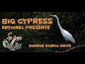 Photographing wildlife in Big Cypress national preserve along the Monroe Scenic Road.